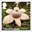 1st, Collared Earthstar - Geastrum michelianum from Mushrooms (2025)