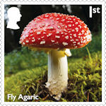 Mushrooms 1st Stamp (2025) Fly Agaric - Amanita muscaria