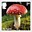 1st, Fly Agaric - Amanita muscaria from Mushrooms (2025)