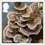 Mushrooms 1st Stamp (2025) Turkey Tail - Trametes versicolor