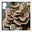 1st, Turkey Tail - Trametes versicolor from Mushrooms (2025)
