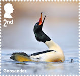 Ducks 2nd Stamp (2025) Goosander