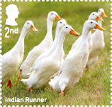 Ducks 2nd Stamp (2025) Indian Runner