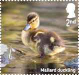 Ducks 2nd Stamp (2025) Mallard duckling