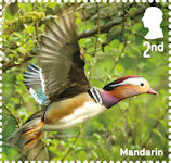 Ducks 2nd Stamp (2025) Mandarin