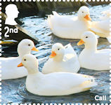 Ducks 2nd Stamp (2025) Call