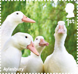 Ducks 1st Stamp (2025) Aylesbury