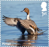 Ducks 1st Stamp (2025) Pintail