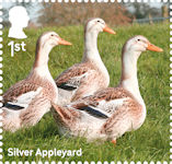 Ducks 1st Stamp (2025) Silver Appleyard