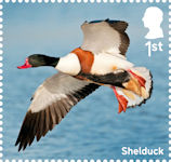 Ducks 1st Stamp (2025) Shelduck