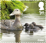Ducks 1st Stamp (2025) Eider