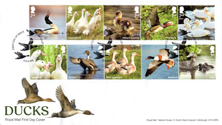 Ducks - (2025) Ducks
