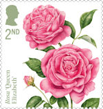 Roses 2nd Stamp (2026) Rosa ‘Queen Elizabeth’