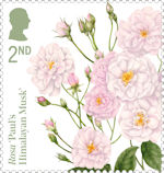 Roses 2nd Stamp (2026) Rosa ‘Paul’s Himalayan Musk’