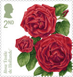 Roses 2nd Stamp (2026) Rosa ‘Étoile de Hollande’