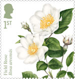Roses 1st Stamp (2026) Field Rose (Rosa arvensis)