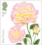 Roses 1st Stamp (2026) Rosa ‘Peace’