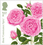 Roses 1st Stamp (2026) Rosa ‘Constance Spry’ 