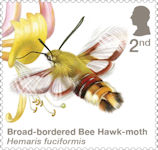 Moths 2nd Stamp (2026) Broad-bordered Bee Hawk-moth (Hemaris fuciformis)