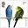 2nd, Budgerigar from Pets (2026)