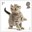 1st, Cat from Pets (2026)