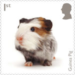 Pets 1st Stamp (2026) Guinea Pig